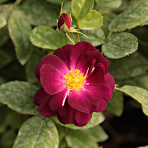 Лиловая - Роза флорибунда 